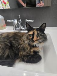 Reunited Female Cat last seen Prides Crossing, Aurora., Aurora, CO 80015