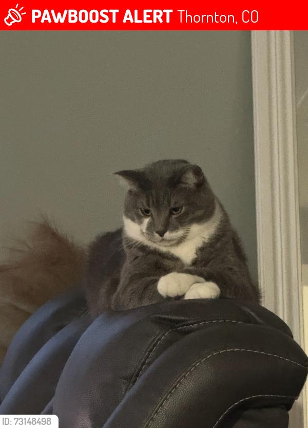 Lost Male Cat last seen Denver, Thornton, CO 80260