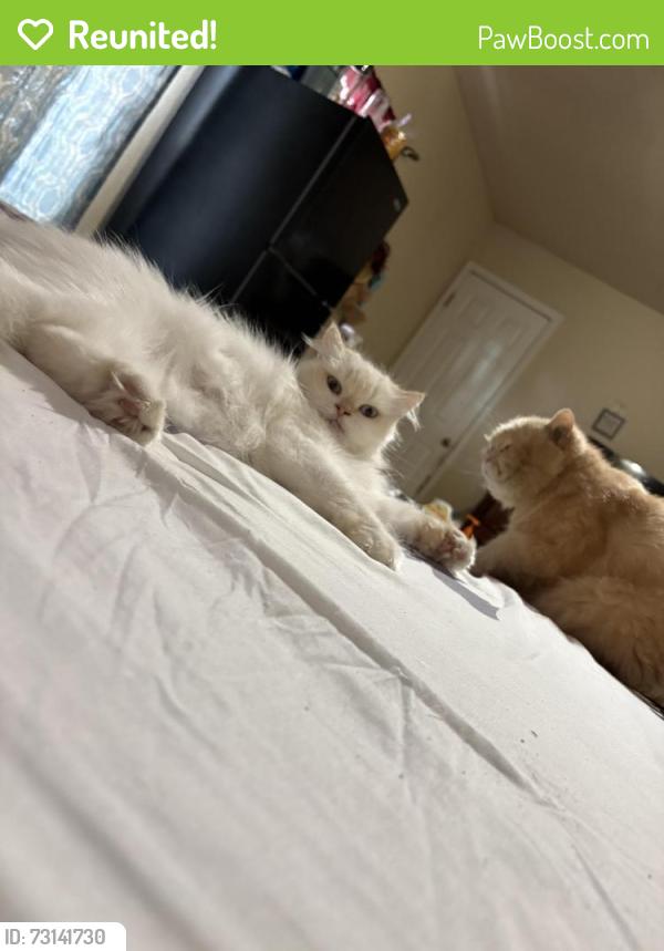 Reunited Female Cat last seen Near sw 15 pl or around sunset harbor dental, Cape Coral, FL 33914