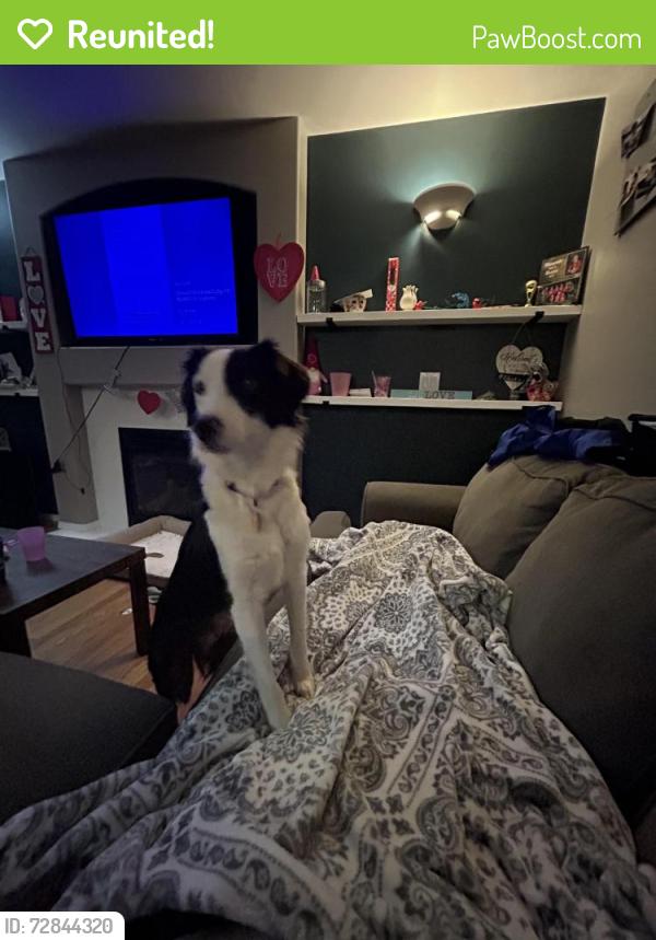 Reunited Female Dog last seen Hwy9 & 172nd st, Arlington, WA 98223