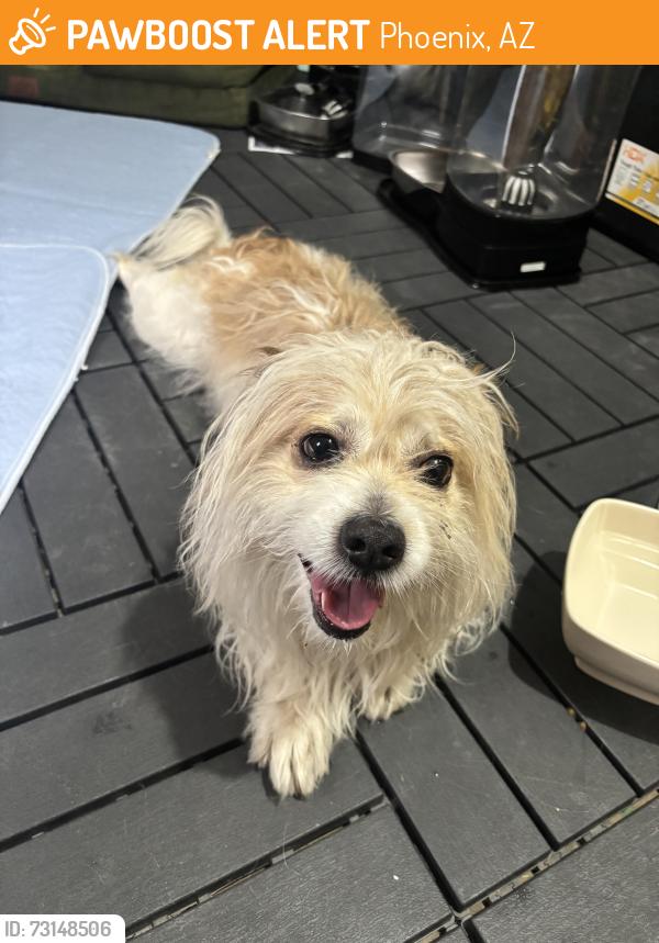Found/Stray Male Dog last seen 35th and Cactus, Phoenix, AZ 85029