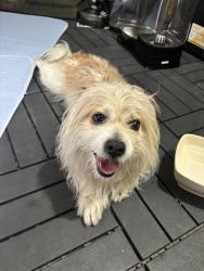 Found/Stray Male Dog last seen 35th and Cactus, Phoenix, AZ 85029