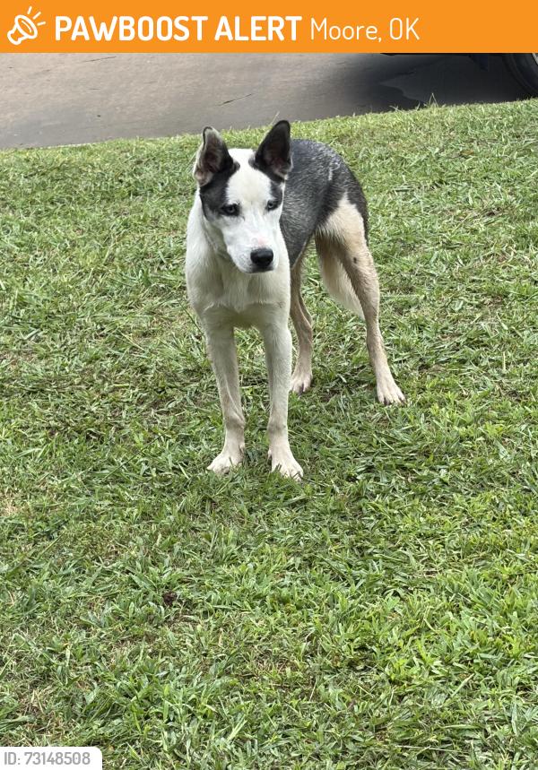 Found/Stray Male Dog last seen Nw 9th st and janeway, Moore, OK 73160