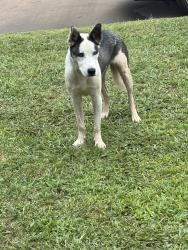 Found/Stray Male Dog last seen Nw 9th st and janeway, Moore, OK 73160