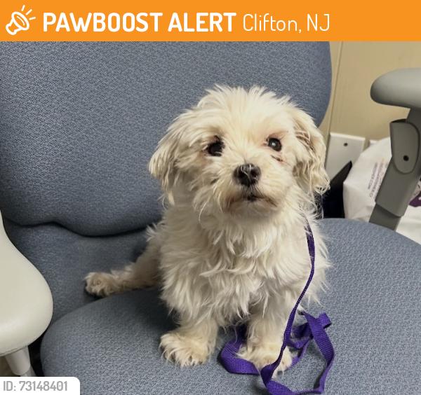 Found/Stray Female Dog last seen 2nd st clifton, Clifton, NJ 07011