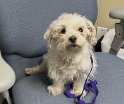 Found/Stray Female Dog last seen 2nd st clifton, Clifton, NJ 07011