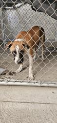 Found/Stray Male Dog last seen Off the 605 fly on Ramona, Irwindale, CA 91706