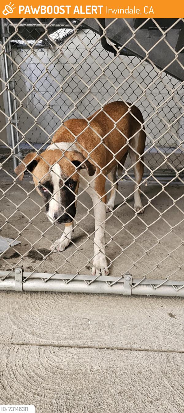 Found/Stray Male Dog last seen Off the 605 fly on Ramona, Irwindale, CA 91706