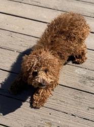 Reunited Male Dog last seen Muddy branch rd Gaithersburg, Gaithersburg, MD 20878