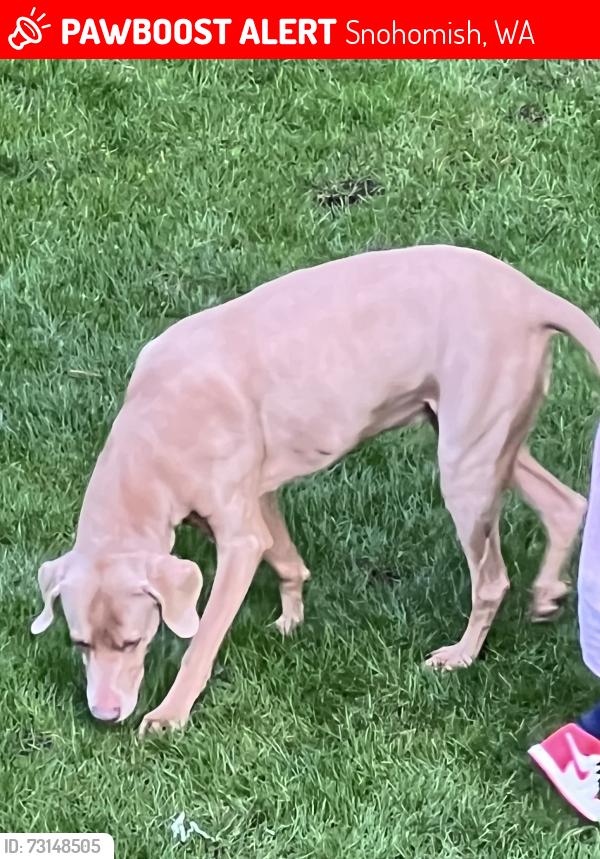 Lost Female Dog last seen 163rd and Westwick Rd., Snohomish, WA 98290