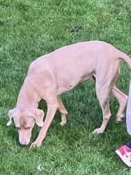Lost Female Dog last seen 163rd and Westwick Rd., Snohomish, WA 98290