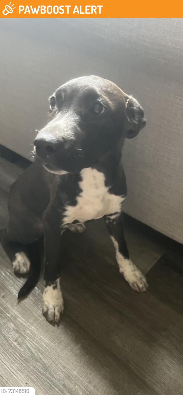Found/Stray Female Dog last seen Montague drive, Greenville County, SC 29690