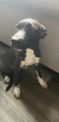 Found/Stray Female Dog last seen Montague drive, Greenville County, SC 29690