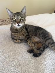 Reunited Female Cat last seen Baldwin Drive and Cliff Drive, Aptos, CA 95003