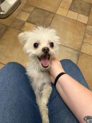 Reunited Female Dog last seen Orchard park rd and Berg rd, Buffalo, NY 14218