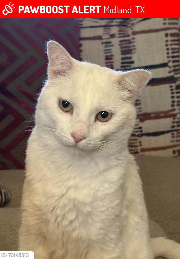 Lost Male Cat last seen Midkiff and Whitney, Midland, TX 79705