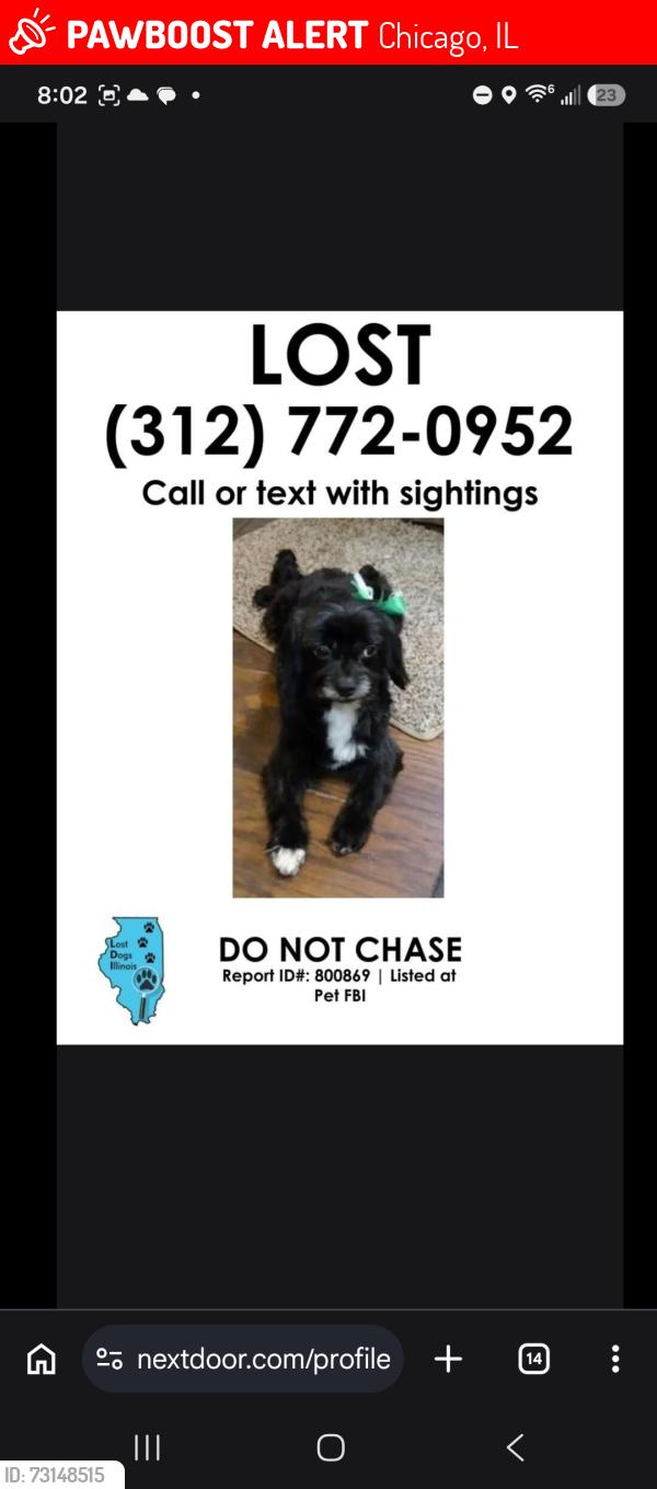 Lost Female Dog last seen Near s st louis Chicago Illinois, Chicago, IL 60632
