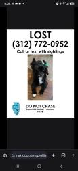 Lost Female Dog last seen Near s st louis Chicago Illinois, Chicago, IL 60632