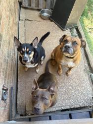Reunited Male Dog last seen by hse, Tyler, TX 75709