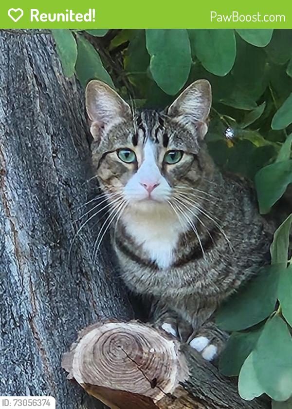 Reunited Female Cat last seen Grand Ave and Old Mill Rd, Riverside, CA 92504