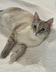 Reunited Female Cat last seen Canard rd, Rome, GA 30161