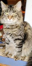Lost Male Cat last seen Alindale trailer park in ky, Pittsfield, MA 01201