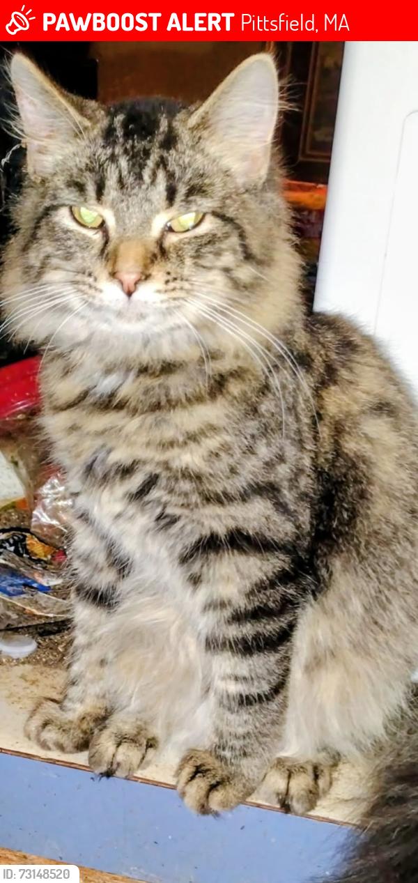 Lost Male Cat last seen Alindale trailer park in ky, Pittsfield, MA 01201