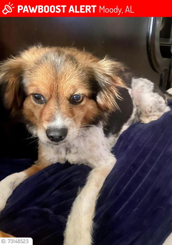 Lost Female Dog last seen Sanie road, Moody, AL 35004