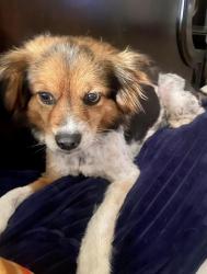 Lost Female Dog last seen Sanie road, Moody, AL 35004