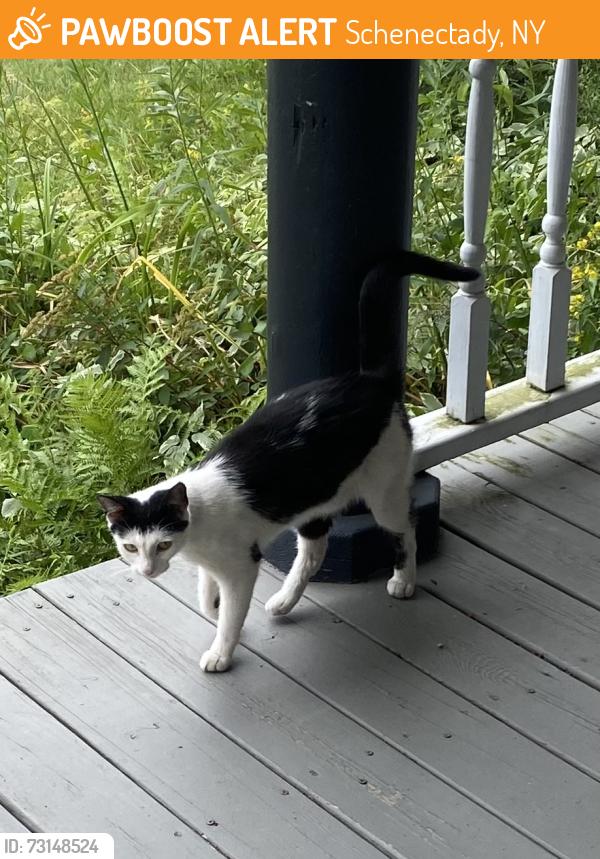 Found/Stray Female Cat last seen Rugby Road / Phoenix Ave, Schenectady, NY 12309