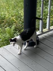 Found/Stray Female Cat last seen Rugby Road / Phoenix Ave, Schenectady, NY 12309