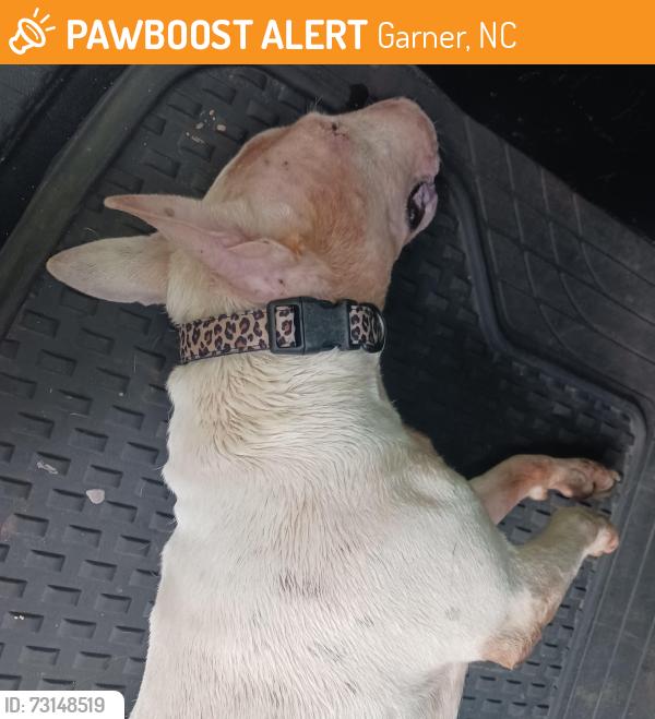 Found/Stray Female Dog last seen Timber and Vandora Springs, Garner, NC 27529