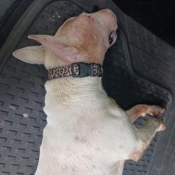 Found/Stray Female Dog last seen Timber and Vandora Springs, Garner, NC 27529