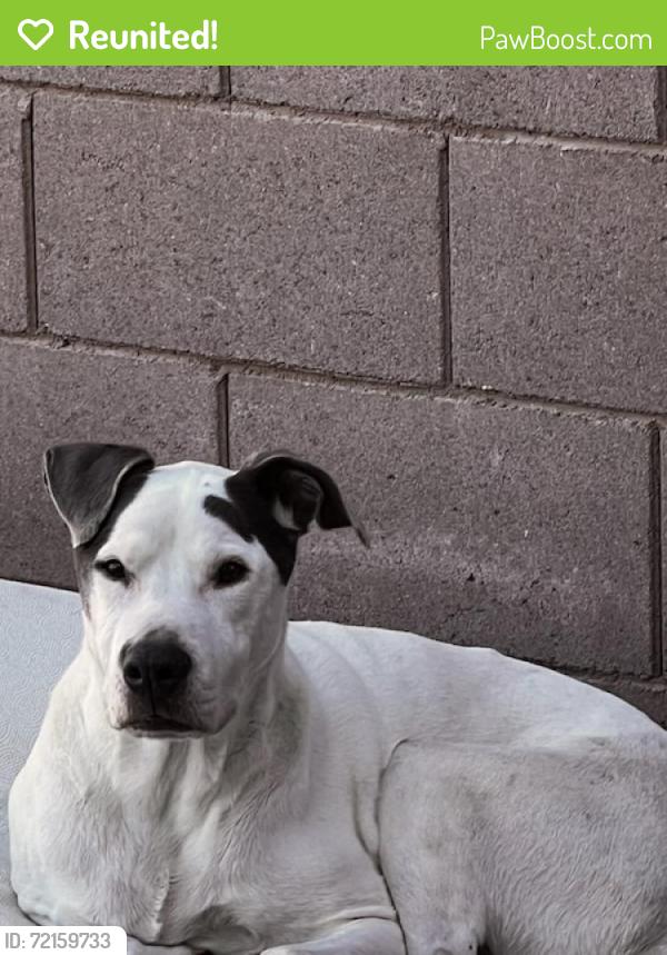 Reunited Male Dog last seen Amazon warehouse on 83rd Ave & McDowell Rd, Phoenix, AZ 85035