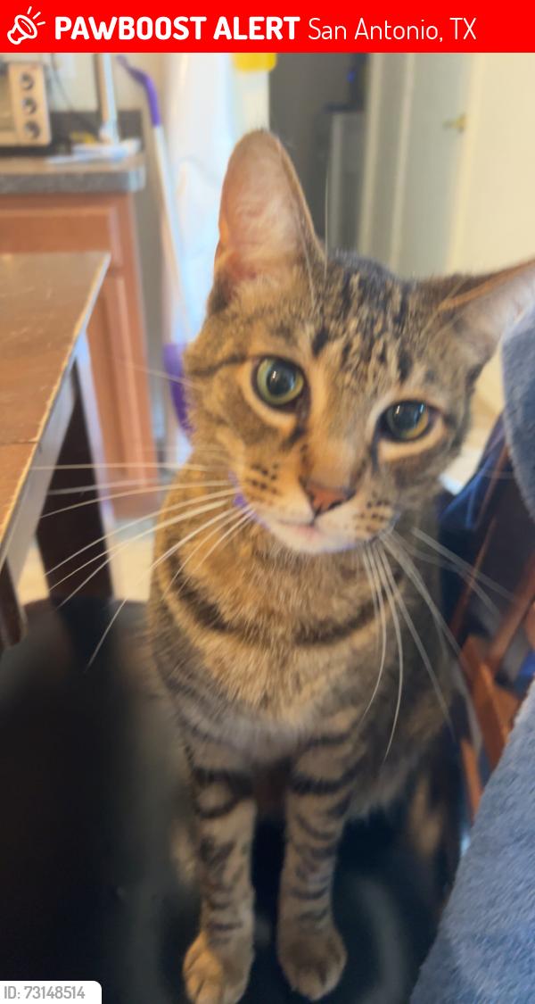Lost Male Cat last seen Northeast crossing by the Valero, San Antonio, TX 78218