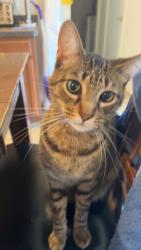 Lost Male Cat last seen Northeast crossing by the Valero, San Antonio, TX 78218