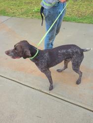 Found/Stray Male Dog last seen Scout hut and sam groves, Danielsville, GA 30633