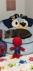 Reunited Unknown Cat last seen 22nd street, Hudsonville, MI 49426