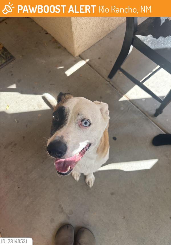 Found/Stray Male Dog last seen Found in Rio Rancho, NM near Unser & Cherry, Rio Rancho, NM 87144