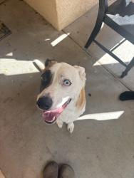 Found/Stray Male Dog last seen Found in Rio Rancho, NM near Unser & Cherry, Rio Rancho, NM 87144