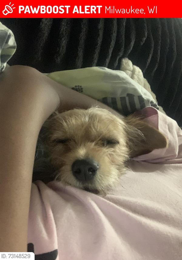 Lost Male Dog last seen Bmo bank, Milwaukee, WI 53223