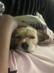 Lost Male Dog last seen Bmo bank, Milwaukee, WI 53223