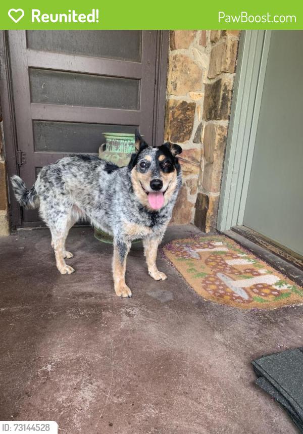 Reunited Female Dog last seen First seen at Delaware St and Pawnee, now at Lake Worth animal shelter, Lake Worth, TX 76135