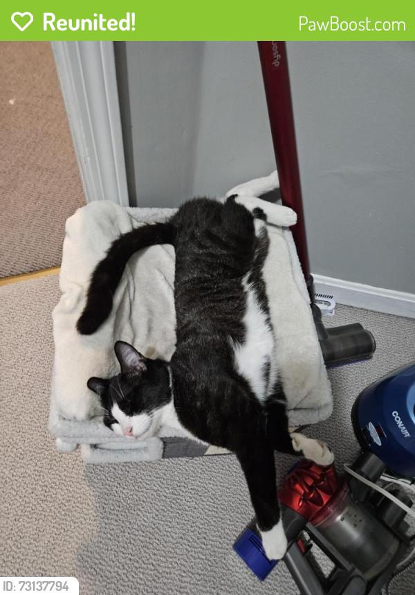 Reunited Male Cat last seen beaufort cir and bessemer street, Springfield, MA 01104