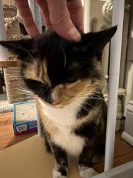 Reunited Female Cat last seen Mifflin & 18th, Philadelphia, PA 19145