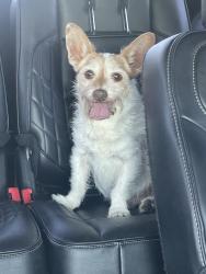 Reunited Male Dog last seen Olivewood elementary lake forest ca, Lake Forest, CA 92630