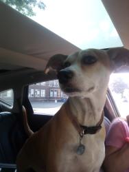 Found/Stray Female Dog last seen Cypress and 5th, Saint Paul, MN 55106