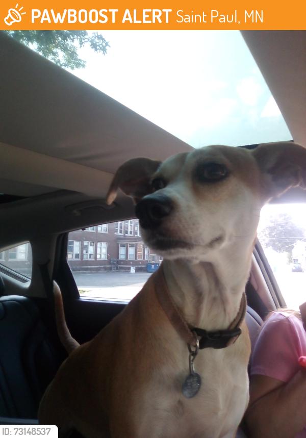 Found/Stray Female Dog last seen Cypress and 5th, Saint Paul, MN 55106