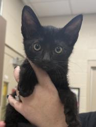 Shelter Stray Female Cat last seen Union Chapel Rd/166th St, Noblesville City, IN, 10501 Hague Rd, Fishers, IN 46038, USA