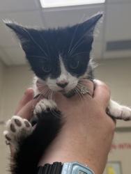 Shelter Stray Male Cat last seen Near Logan St, Noblesville City, IN, 10501 Hague Rd, Fishers, IN 46038, USA